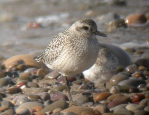 greyplover17sep15a