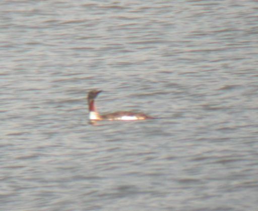 redthroateddiver17sep15b