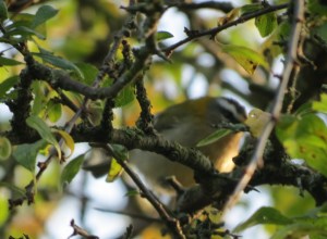 IMG_5529 Firecrest Penarth Coastal Path
