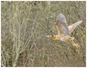 Bittern at Cosmeston at around 1.30pm today opposite the hide