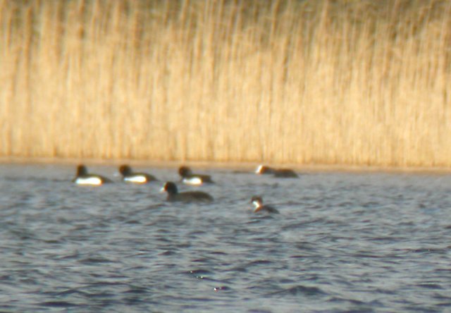 smew14jan15