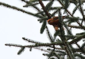 Crossbill - Garwnant
