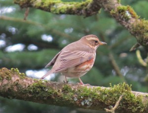 IMG_5803 Redwing Roath Park Lake