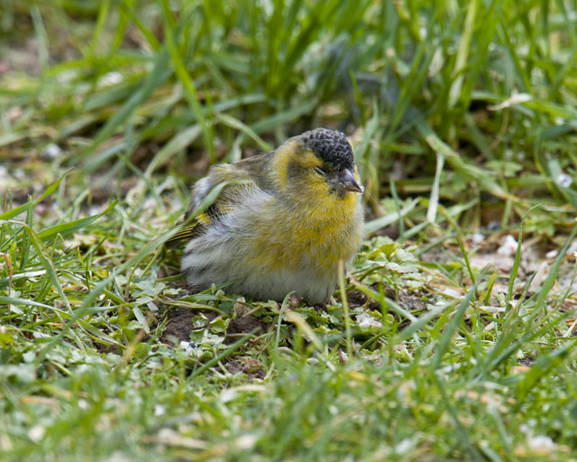 Siskin infected query_1078