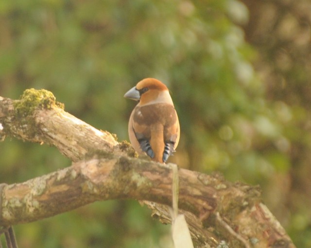Hawfinch Pitton
