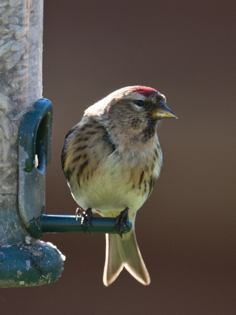 Redpoll gbc_1499