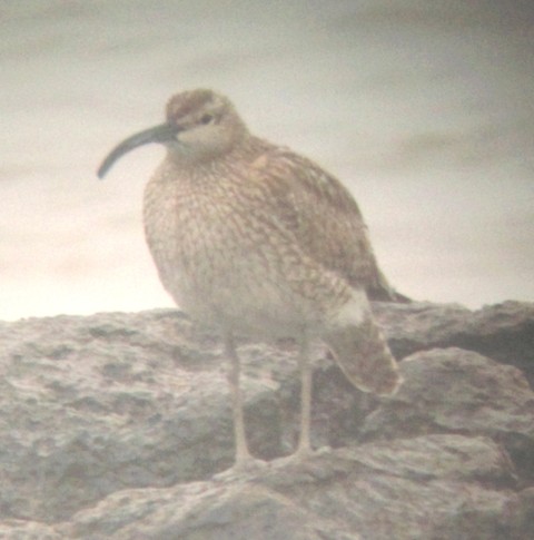 11May16 Whimbrel at Porthcawl