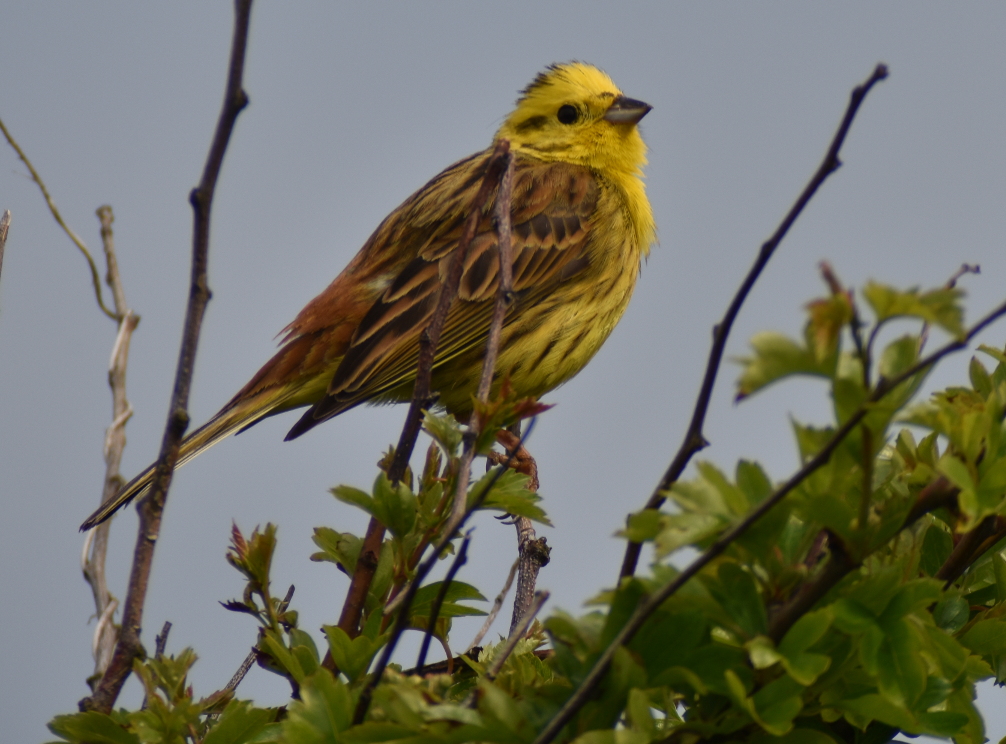 Yellowhammer