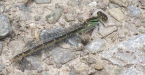 IMG_6656 Blue-tailed Damselfly female Hensol Forest