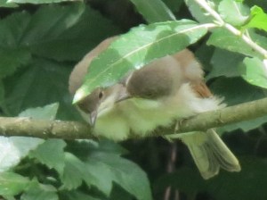 IMG_6682 Juvenile Whitethroat Hendre Lake