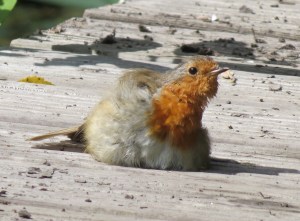 IMG_6742 Robin Sunbathing Penallta Park