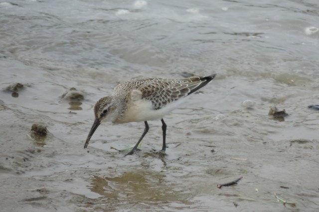 Copy of Curlew sandpiper 2 030