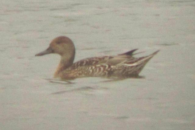 19sep16-pintail-knnr