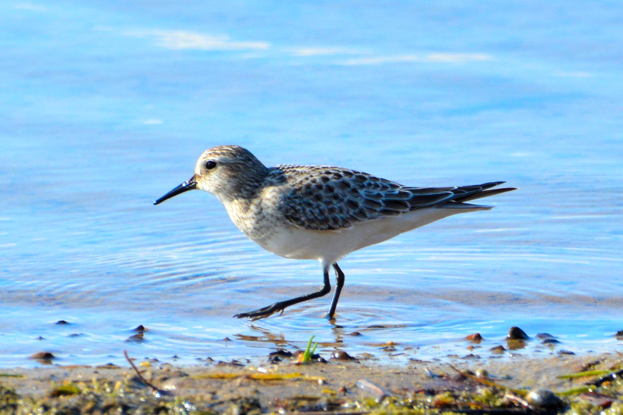 bairds-sandpiper