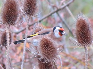 img_7120-goldfinch-hendre-lake