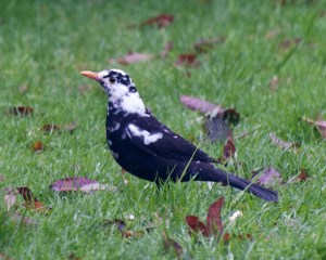 leucistic-blackbird_2702-gsw