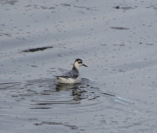phalarope-e-aberthaw-7-nov