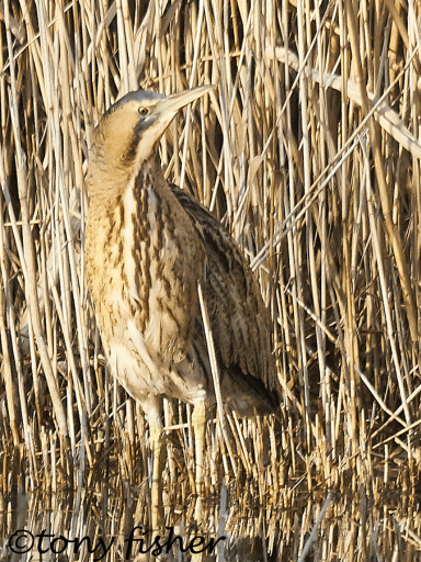 bittern