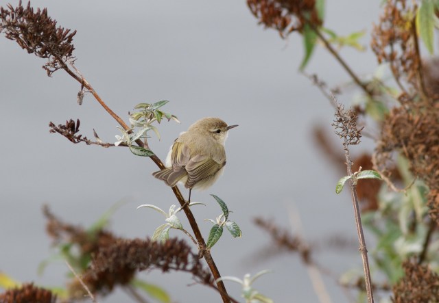 sibe-chiffy-cardiff-bay
