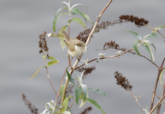 sibe-chiffy-cardiff-bay1