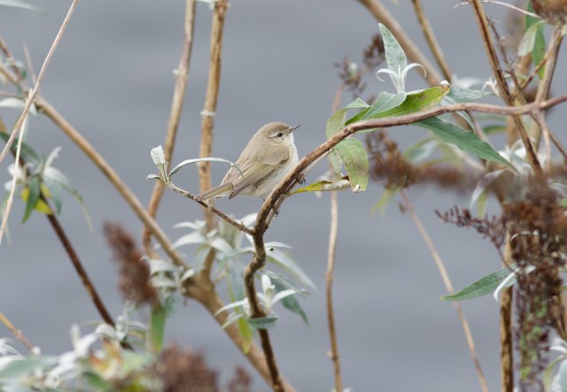 sibe-chiffy-cardiff-bay3