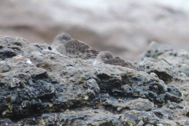 purple-sandpipers