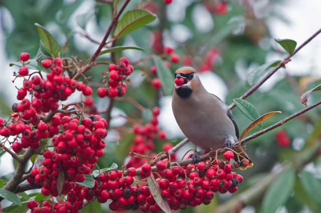 waxwing-4