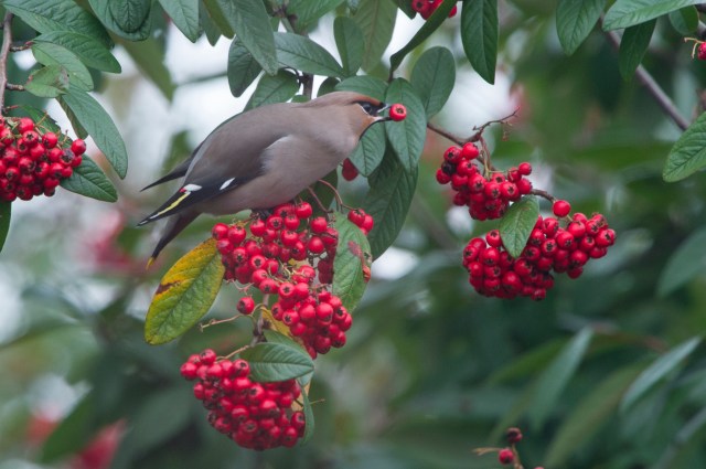 waxwing-6