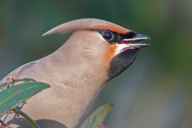 Waxwing2.jpg