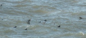 Smew with Velvet Scoters 7Feb17