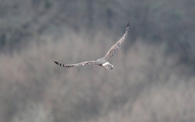 img_2214_filtered_cr