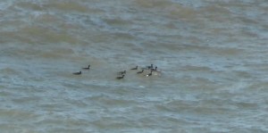 velvet-scoter-poss-rhossili-7feb17