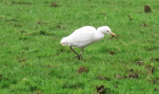 Cattle Egret Aberthaw