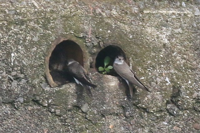 sand martin hole