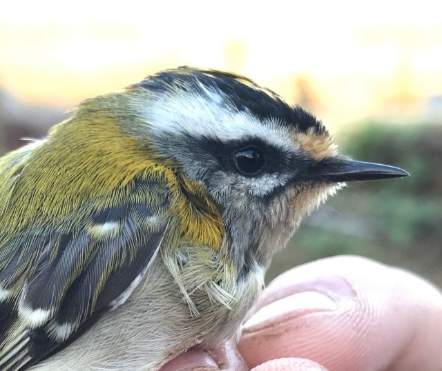 Firecrest SHV
