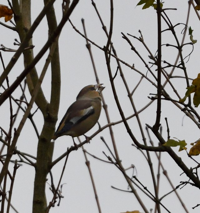 hawfinch