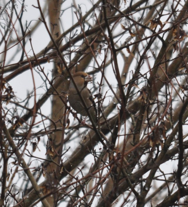hawfinch penyrheol
