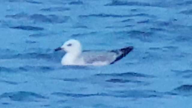 26991856_10159934495210596_8280493453905362474_n