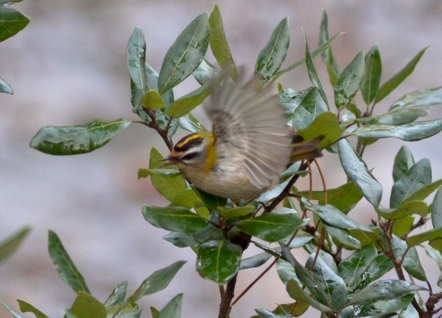 firecrest 2