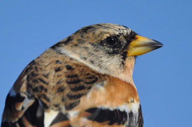 Richard Dann Brambling