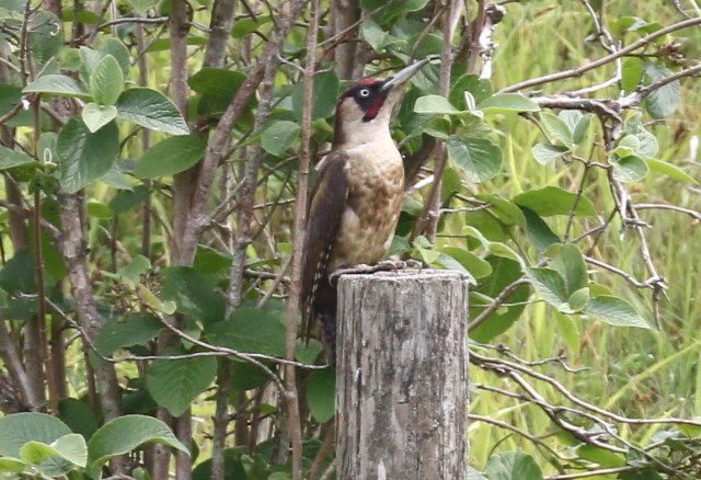 2 Melanistic pecker II