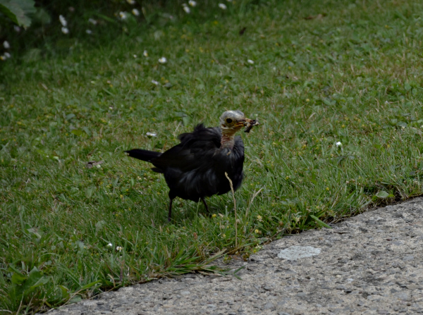 Stephen Blow      sjblow50@gmail.com