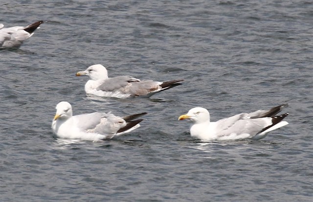 3rd cal yr yell legged gull