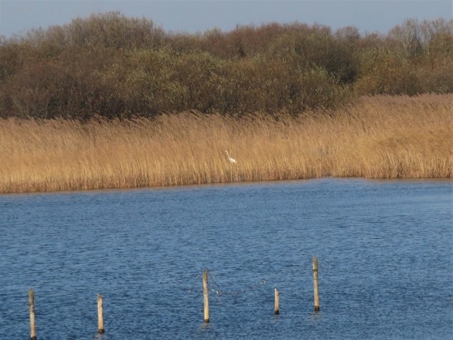 22Nov18Great White Egret Kenfig Pool me and PB
