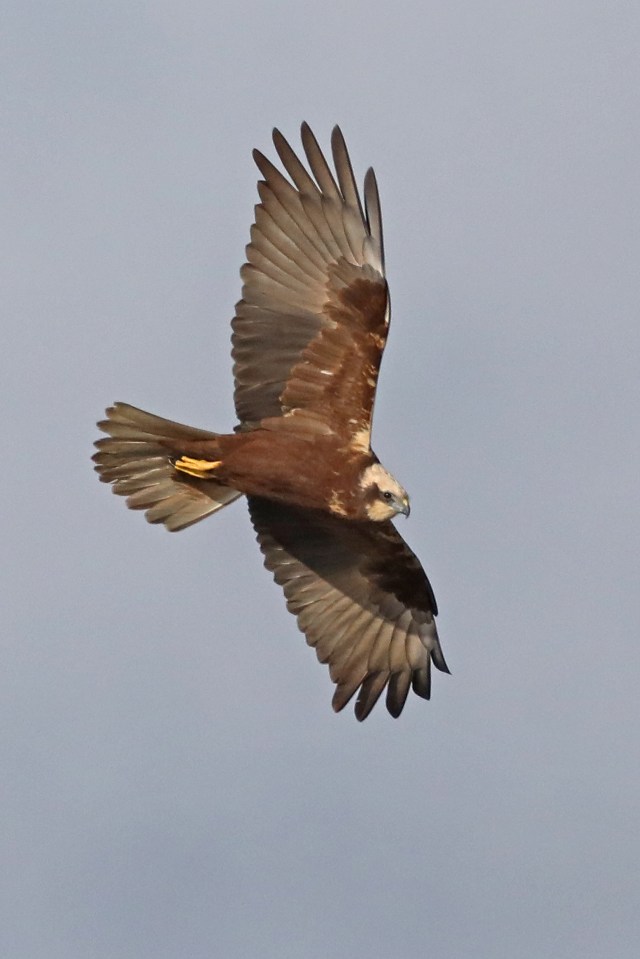 great white egret 058 copy 4