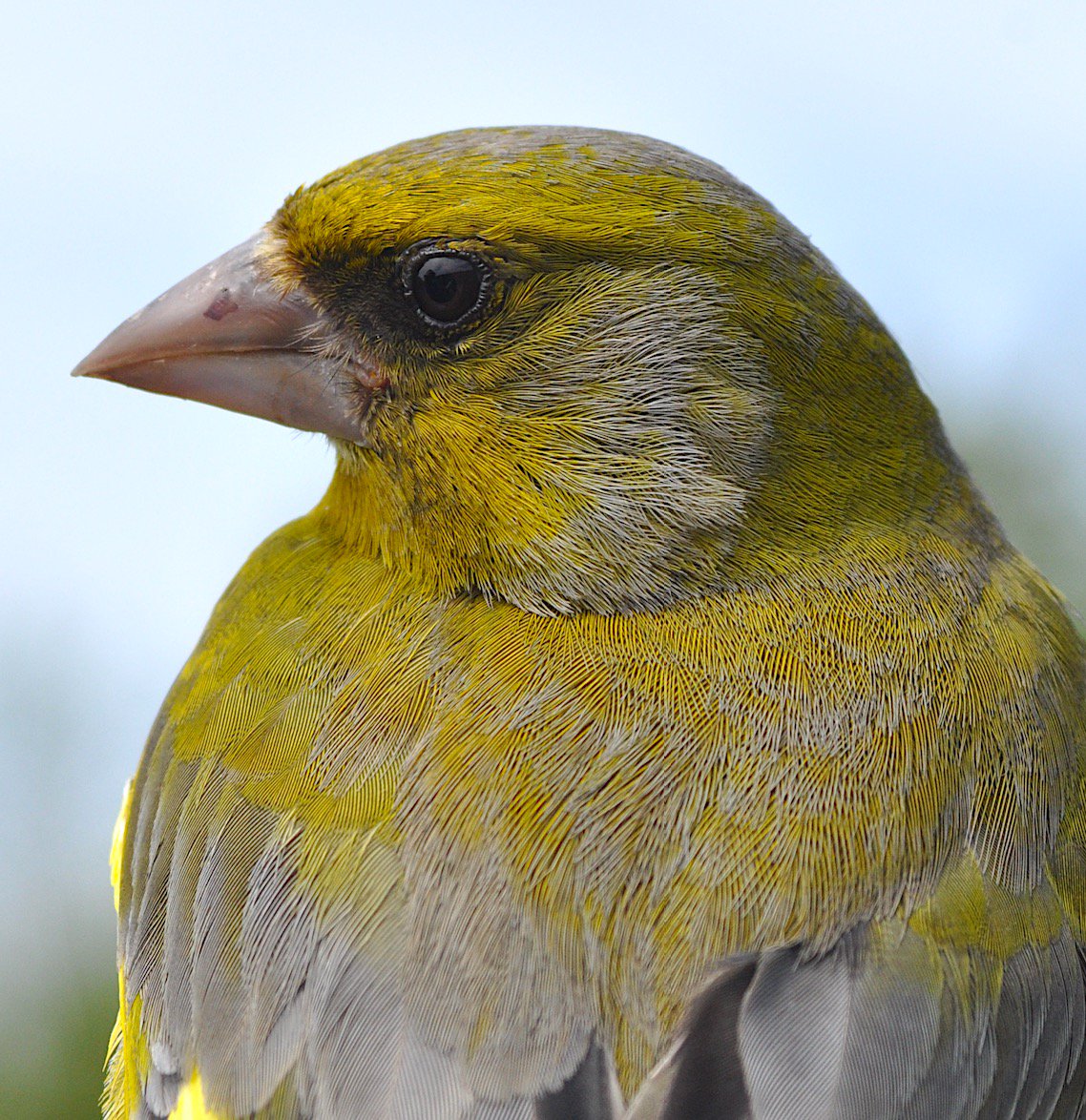Greenfinch May RGD