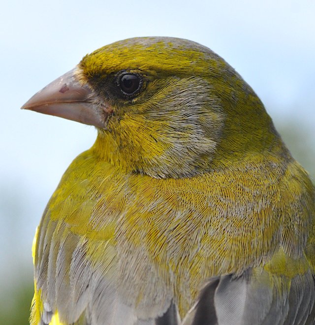 Greenfinch May RGD