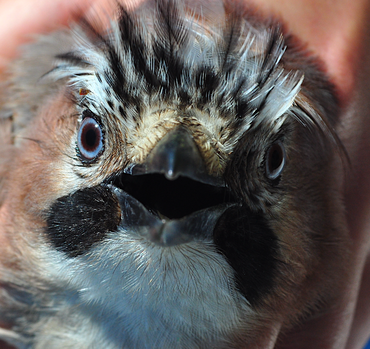 Jay rgd 2 second jay