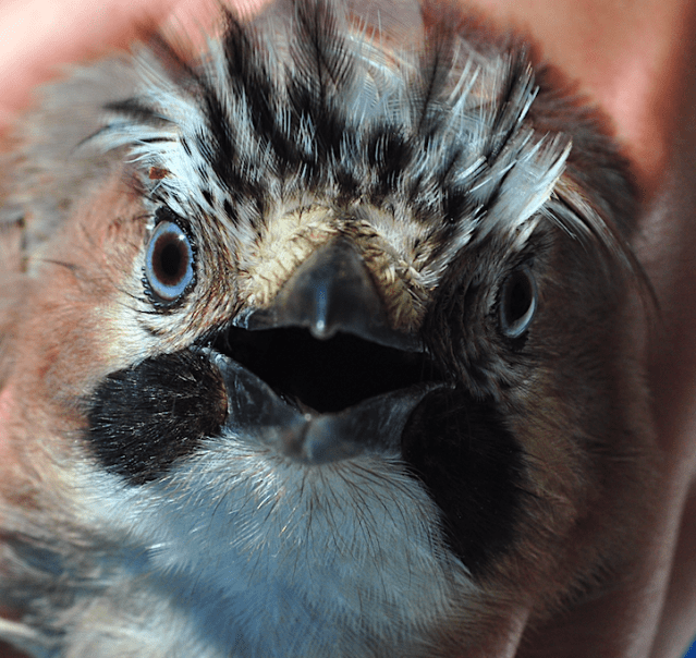 Jay rgd 2 second jay