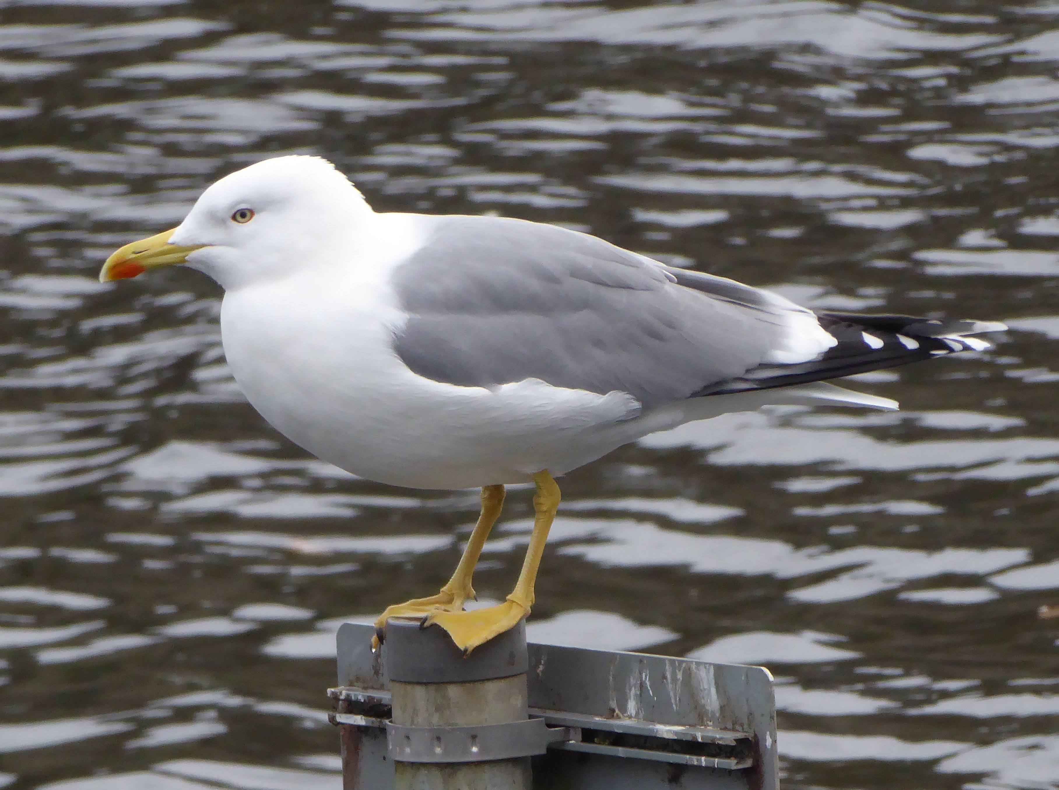 P1000825 Yellow Legged Gull Caerphilly Castle moat